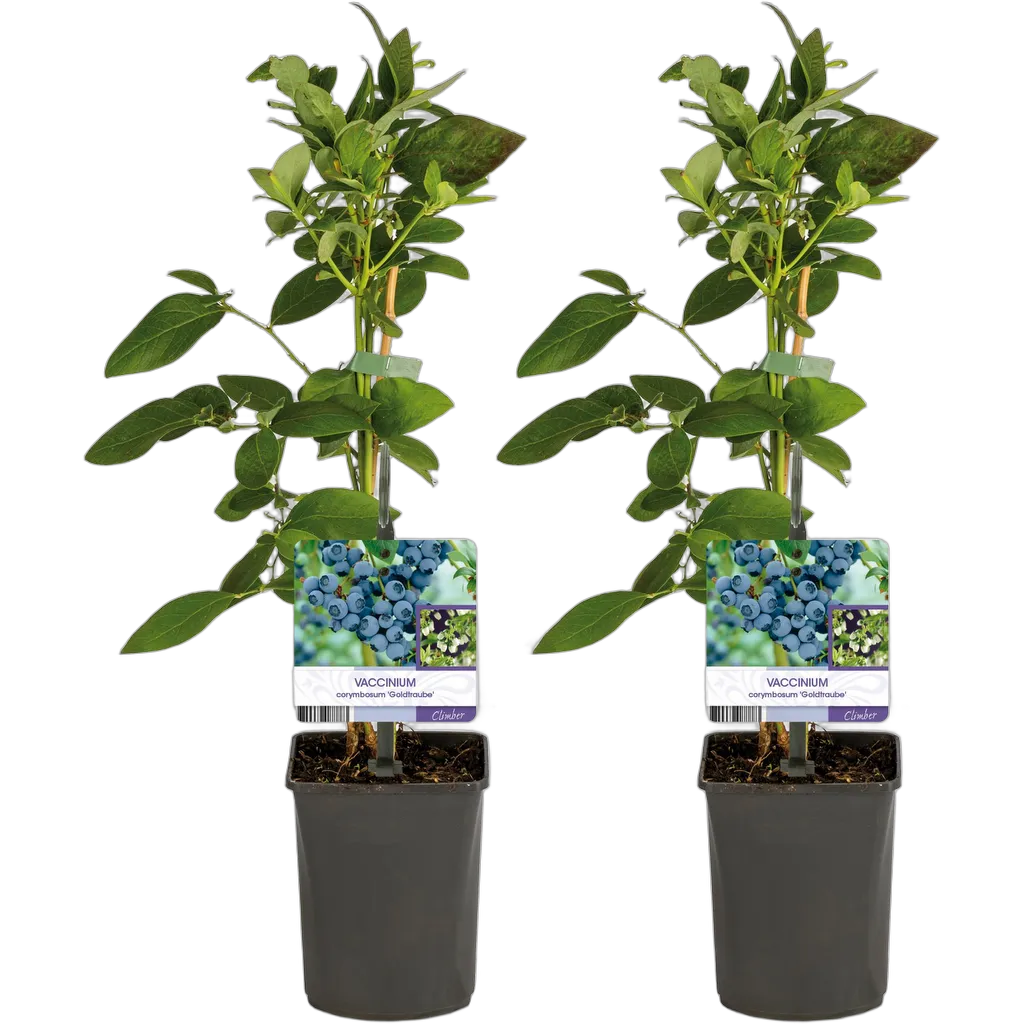 Vaccinium corymbosum Goldtraube - Afbeelding 2