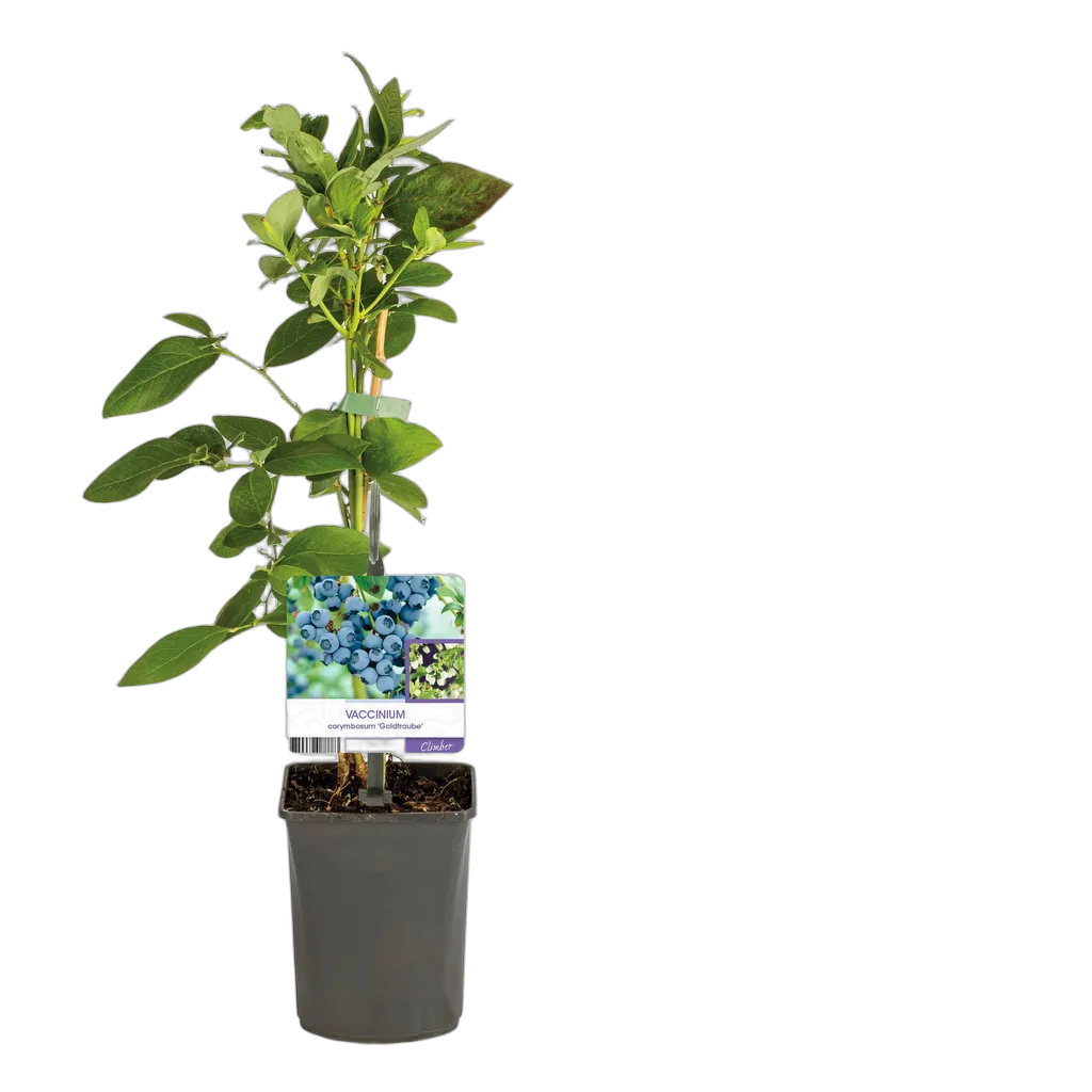 Vaccinium corymbosum Goldtraube - Afbeelding 3