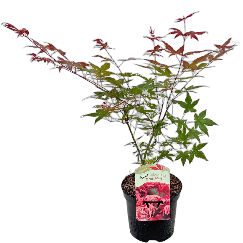 Acer palmatum Beni Maiko - Afbeelding 2