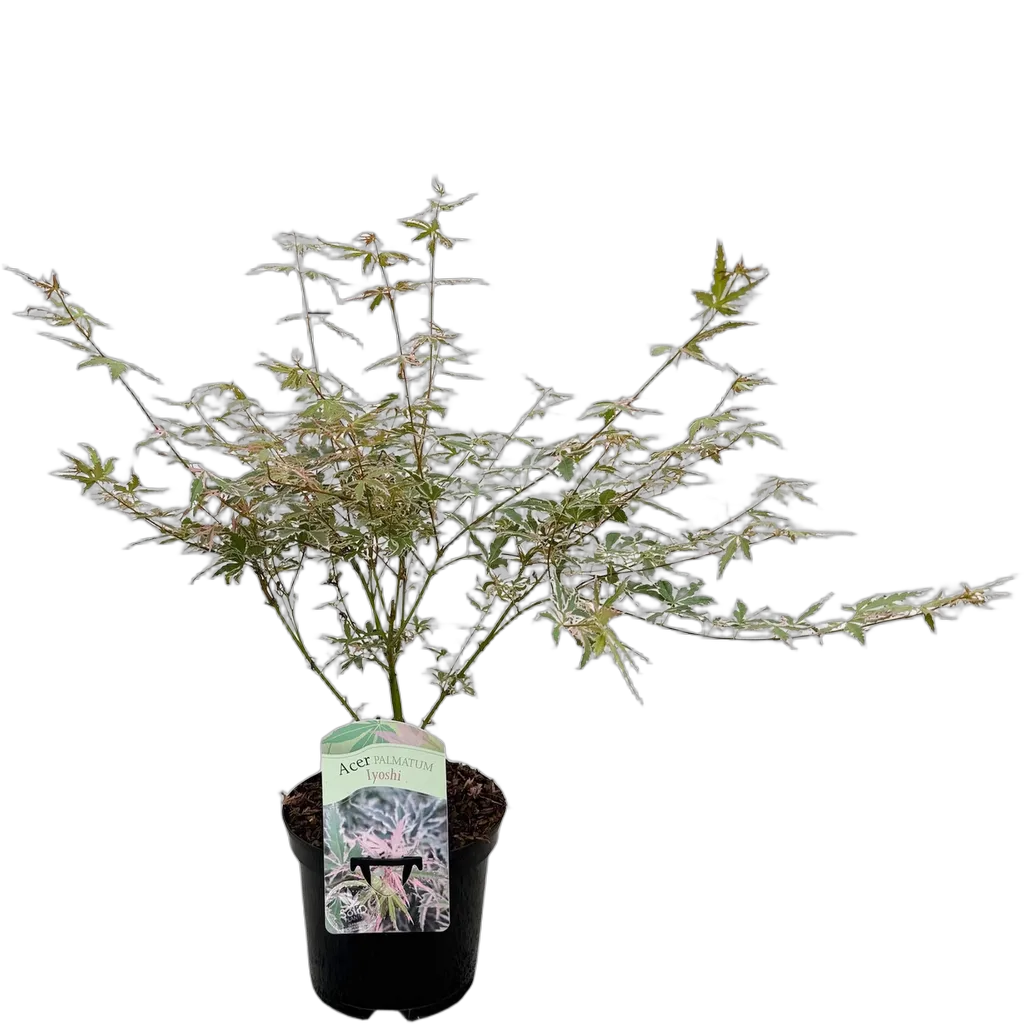Acer palmatum Iyoshi - Afbeelding 2