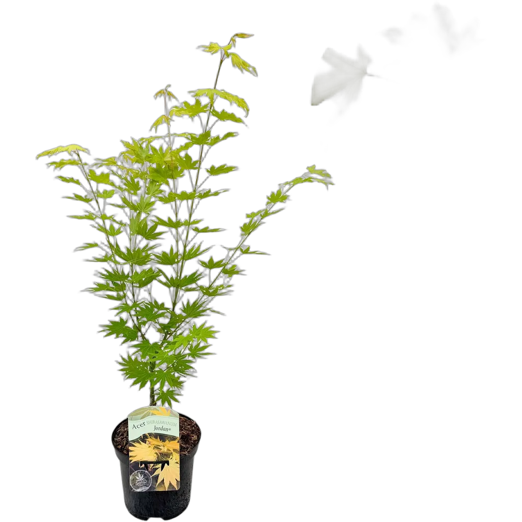 Acer palmatum Jordan - Afbeelding 2
