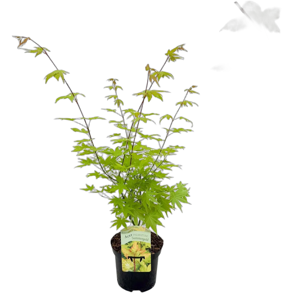 Acer palmatum Summergold - Afbeelding 2