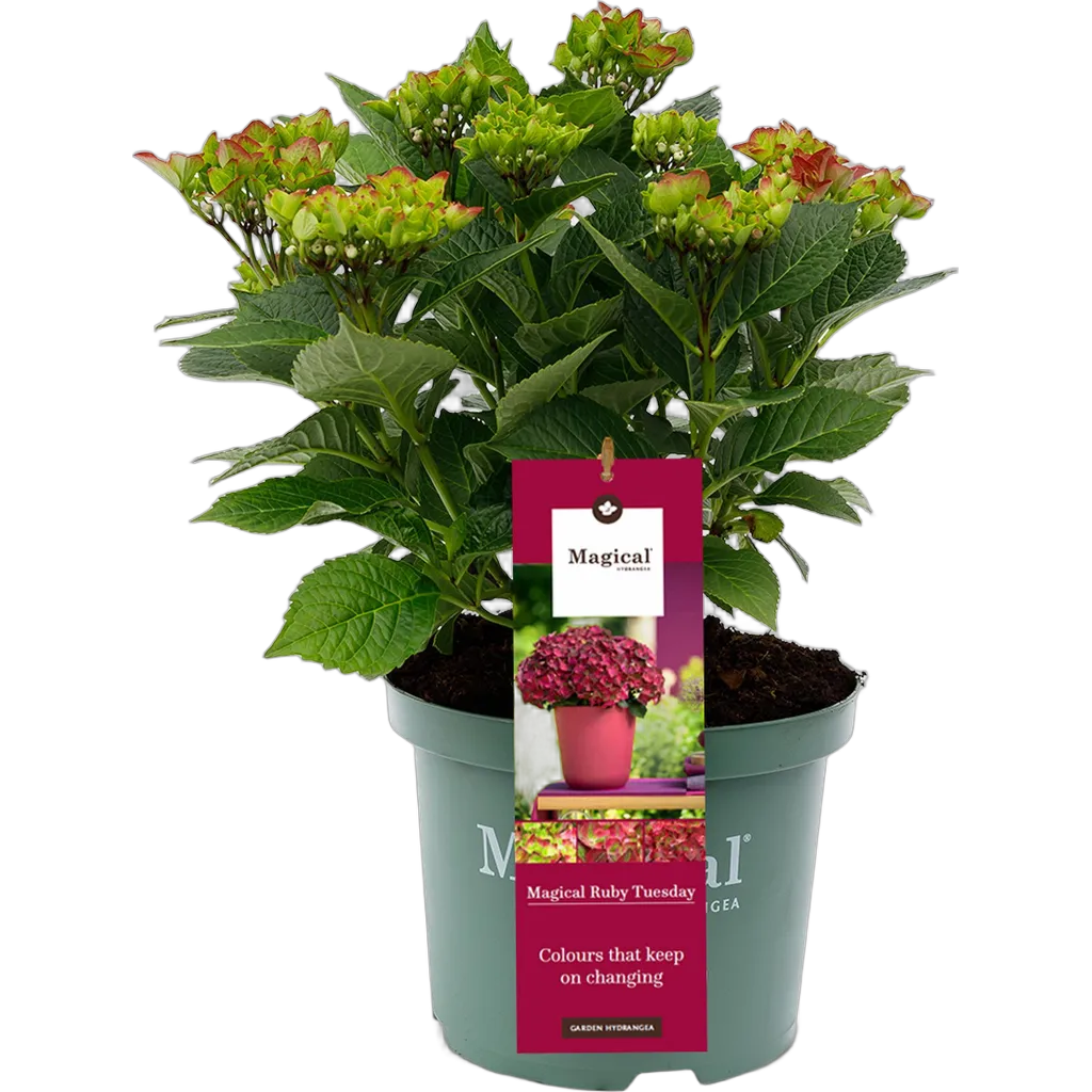 Terrasplant - Hortensia - Hydrangea Magical Teusday & Saphire - Rood - 6-10 Bloemen - Pot 23cm Hoogte 55cm - Afbeelding 2