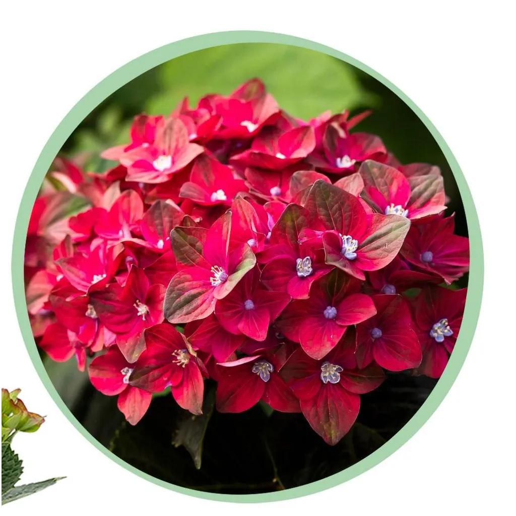 Terrasplant - Hortensia - Hydrangea Magical Teusday & Saphire - Rood - 6-10 Bloemen - Pot 23cm Hoogte 55cm