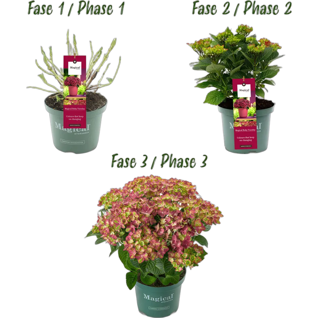 Terrasplant - Hortensia - Hydrangea Magical Teusday & Saphire - Rood - 6-10 Bloemen - Pot 23cm Hoogte 55cm - Afbeelding 3