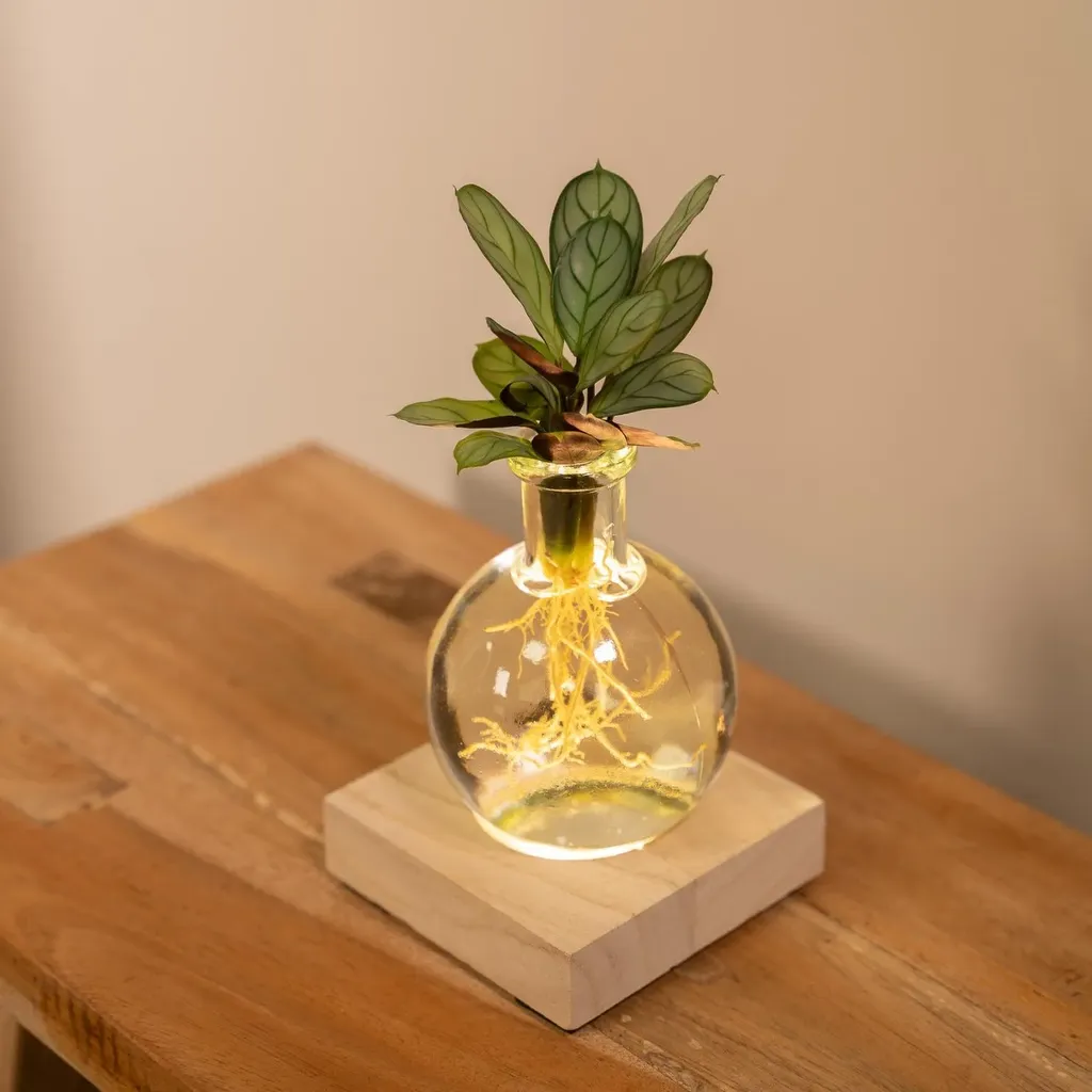 Calathea in Samoa glas met LED verlichting - Ø12cm - ↕10cm - Afbeelding 2