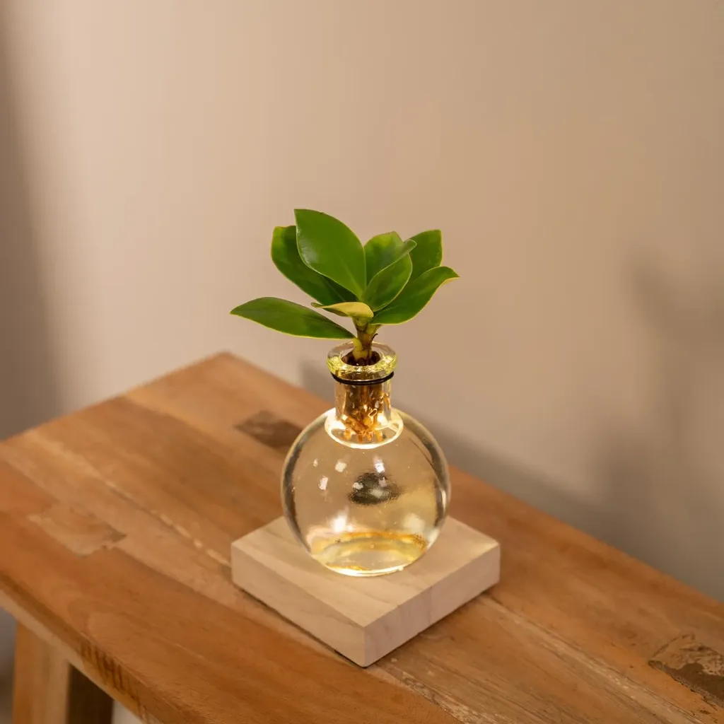 Clusia in Samoa glas met LED verlichting - Ø4cm - ↕10cm - Afbeelding 2