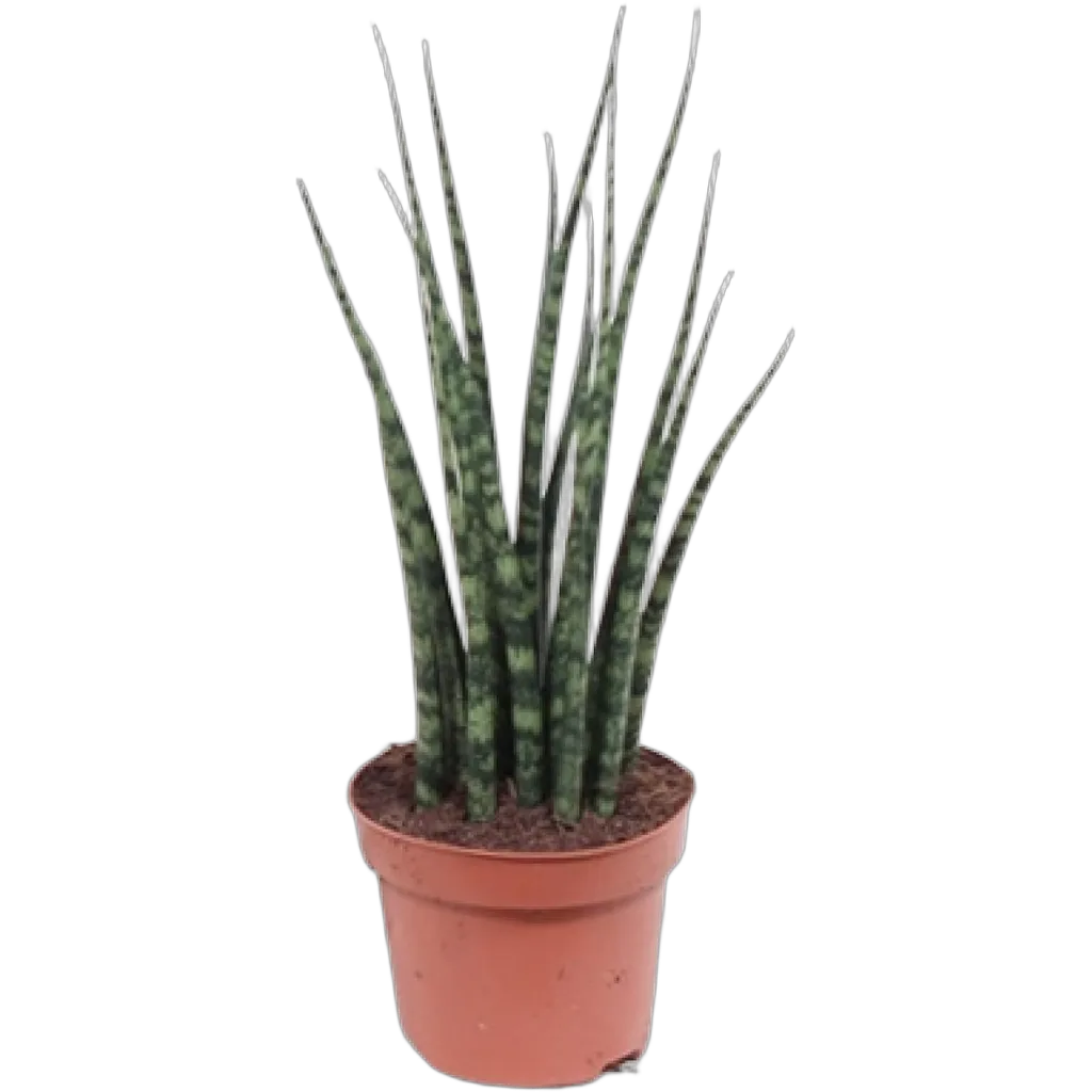Sansevieria fernwood 'Mikado' 40 cm pot 12 cm