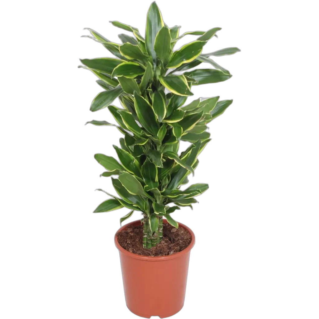 Dracaena fragrans 'Golden Coast' 110 cm pot 27 cm